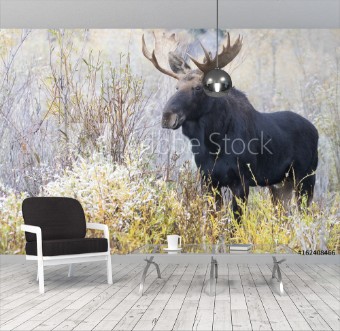 Picture of BULL MOOSE IN AUTUMN COLORS STOCK IMAGE